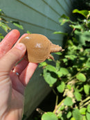 Nile Softshell Baby USA CB