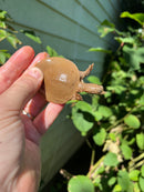 Nile Softshell Baby USA CB