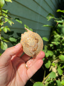 Nile Softshell Baby USA CB