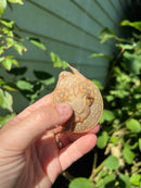 Nile Softshell Baby USA CB