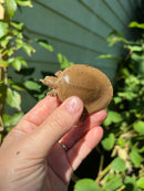 Nile Softshell Baby USA CB