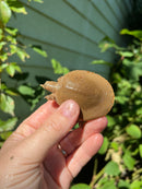 Nile Softshell Baby USA CB