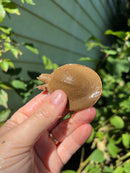 Nile Softshell Baby USA CB