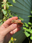 Nile Softshell Baby USA CB