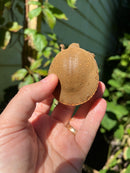 Nile Softshell Baby USA CB