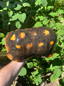 Suriname Red Foot Tortoise Adult Trio