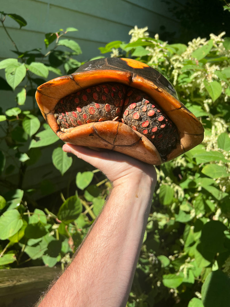 Suriname Red Foot Tortoise Adult Trio