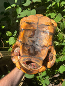 Suriname Red Foot Tortoise Adult Trio