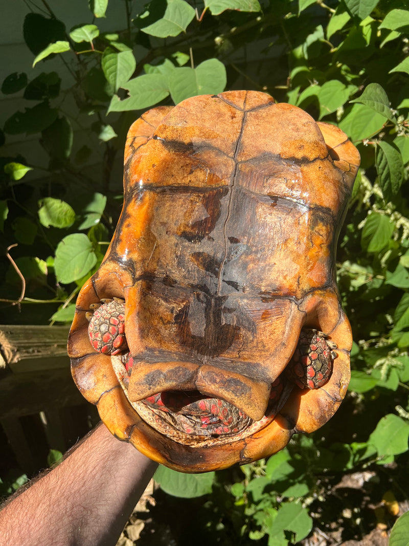 Suriname Red Foot Tortoise Adult Trio