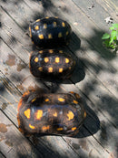 Suriname Red Foot Tortoise Adult Trio