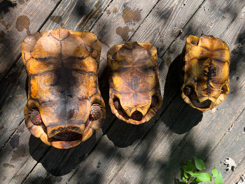 Suriname Red Foot Tortoise Adult Trio