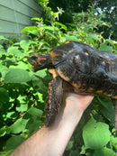 Suriname Red Foot Tortoise Adult Trio