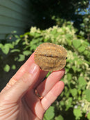 Golden Coin Box Turtle 2023