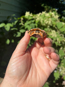 Golden Coin Box Turtle 2023