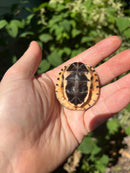 Golden Coin Box Turtle 2023