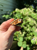 Golden Coin Box Turtle 2023