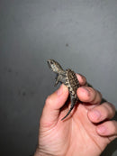 Cinnamon Snapping Turtle