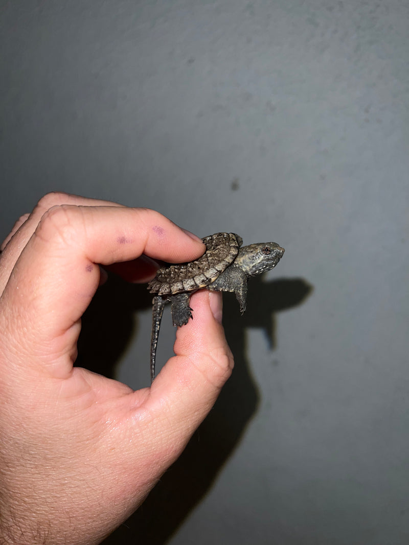 Cinnamon Snapping Turtle