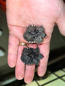 Cinnamon Snapping Turtle