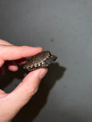 Cinnamon Snapping Turtle