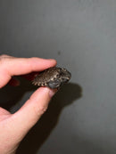 Cinnamon Snapping Turtle