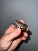 Cinnamon Snapping Turtle