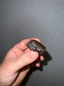 Cinnamon Snapping Turtle