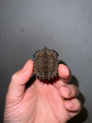 Cinnamon Snapping Turtle