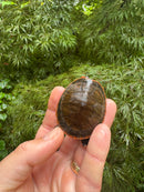 Red-headed Amazon River Turtle
