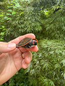 Red-headed Amazon River Turtle