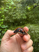 Red-headed Amazon River Turtle
