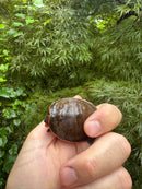 Red-headed Amazon River Turtle