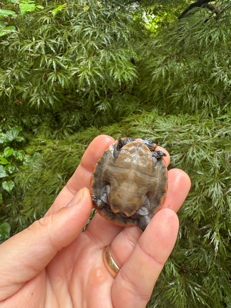 Red-headed Amazon River Turtle