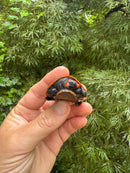 Red-headed Amazon River Turtle