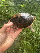 Vampire Musk Turtle Adult Female