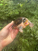Vampire Musk Turtle Adult Female