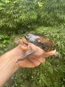 Vampire Musk Turtle Adult Female