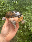 Vampire Musk Turtle Adult Female