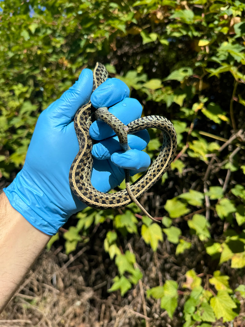 Florida Blue Garter Snake Adult Female