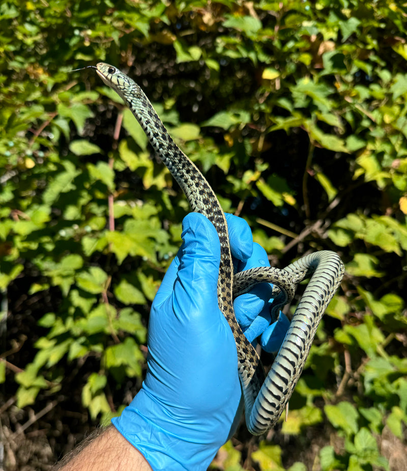 Florida Blue Garter Snake Adult Female