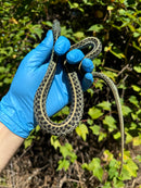 Florida Blue Garter Snake Adult Female