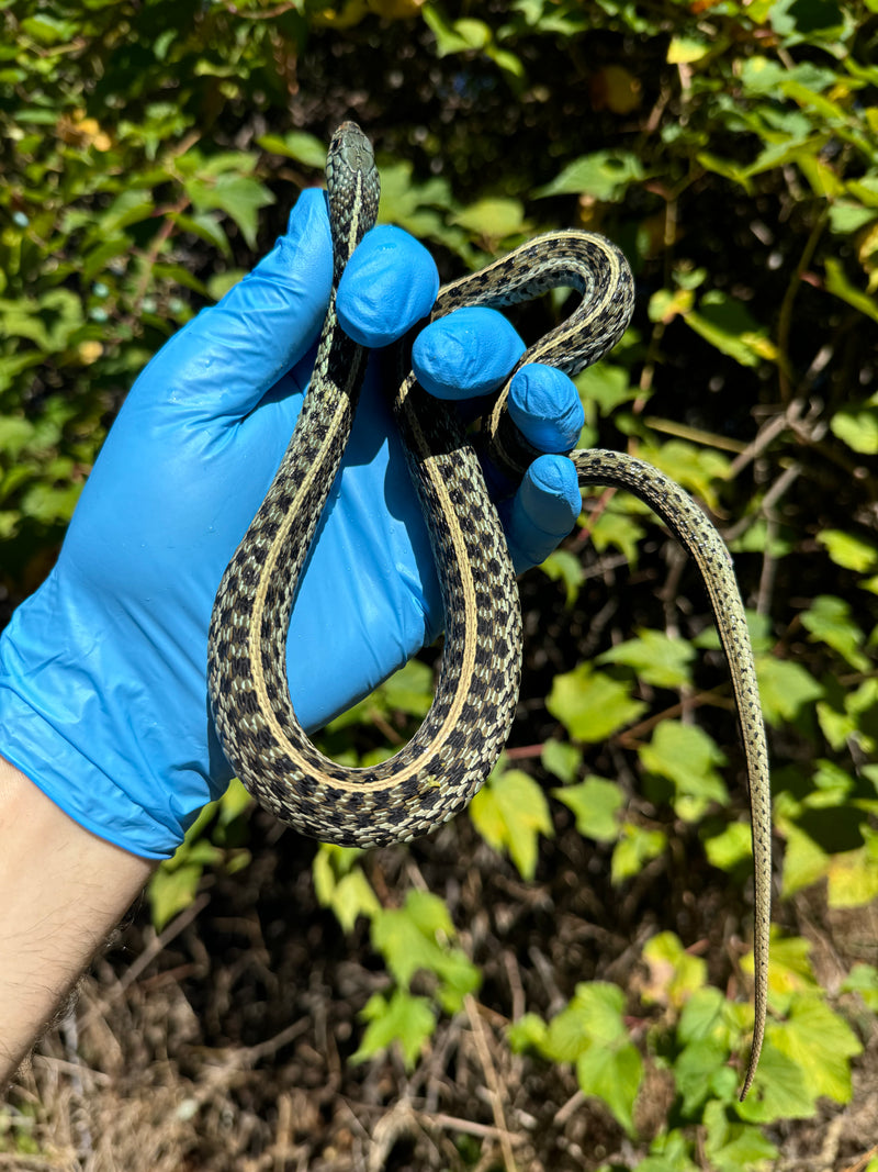 Florida Blue Garter Snake Adult Female