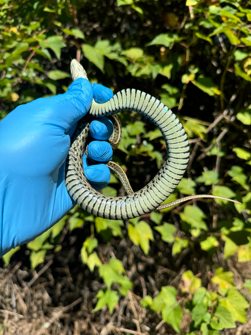 Florida Blue Garter Snake Adult Female