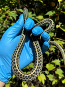 Florida Blue Garter Snake2025 CB Babies  (Thamnophis sirtalis similis)