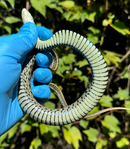 Florida Blue Garter Snake2025 CB Babies  (Thamnophis sirtalis similis)