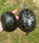 Danube River Locale European Pond Turtle Babies  (Emys orbicularis orbicularis)