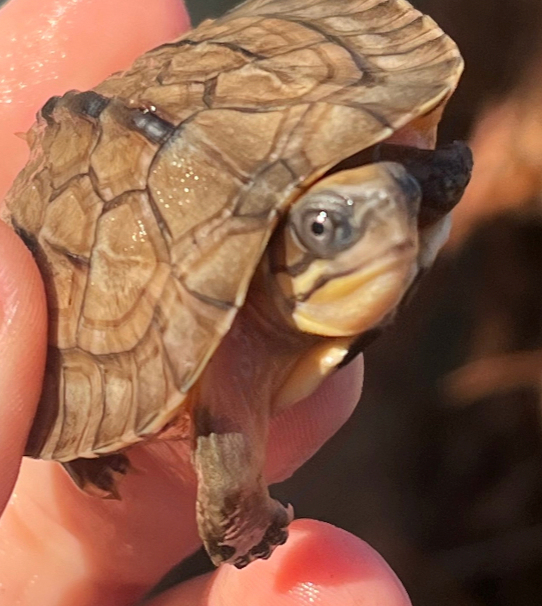 Golden Coin Box Turtle 2025