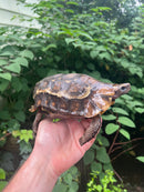 Homes Hinge-back Tortoise Adult Female