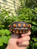 Brazilian Cherryhead Tortoise 2021