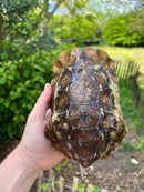 Homes Hinge-back Tortoise Adult Pair